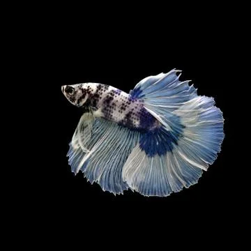 Betta fish, siamese fighting fish isolated on black Stock Photos