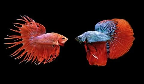 Betta fish, siamese fighting fish isolated on black Stock Photos