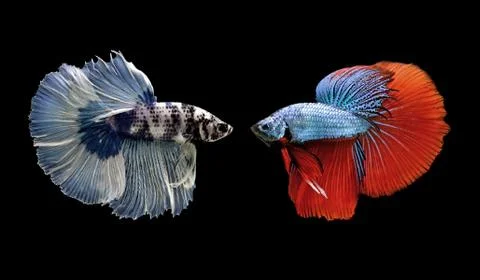 Betta fish, siamese fighting fish isolated on black Stock Photos