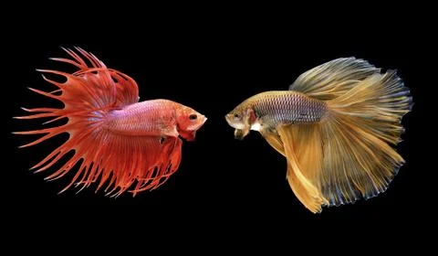 Betta fish, siamese fighting fish isolated on black Stock Photos