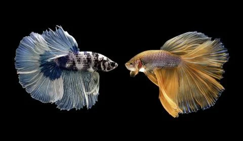 Betta fish, siamese fighting fish isolated on black Stock Photos