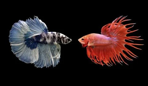Betta fish, siamese fighting fish isolated on black Stock Photos