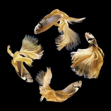 Betta fish, siamese fighting fish isolated on black Stock Photos