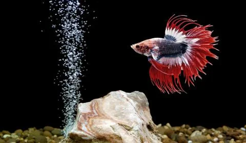 Betta fish, siamese fighting fish Stock Photos