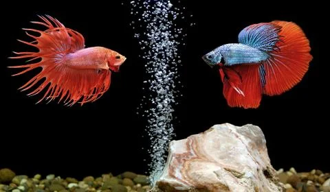 Betta fish, siamese fighting fish in aquarium Stock Photos