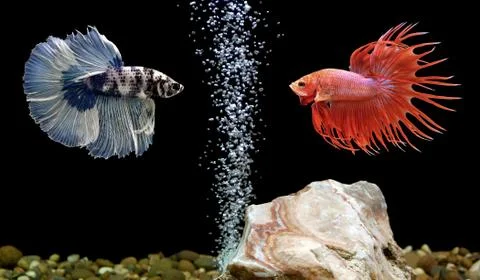 Betta fish, siamese fighting fish in aquarium Stock Photos