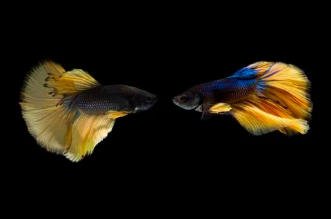 Betta fish, Siamese fighting fish or Betta splendens (Blue yellow color) on b Stock Photos