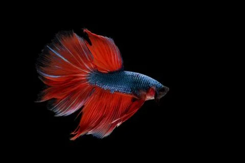 Betta fish, siamese fighting fish Stock Photos