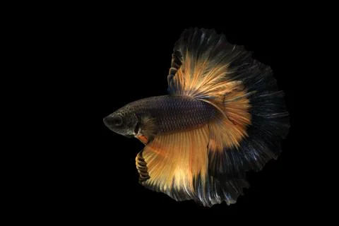 Betta fish, siamese fighting fish Stock Photos