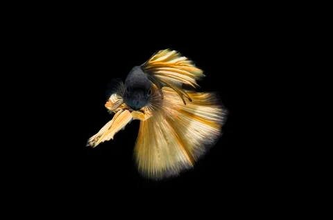 Betta fish, Siamese fighting fish or Betta splendens (yellow color) on black  Stock Photos