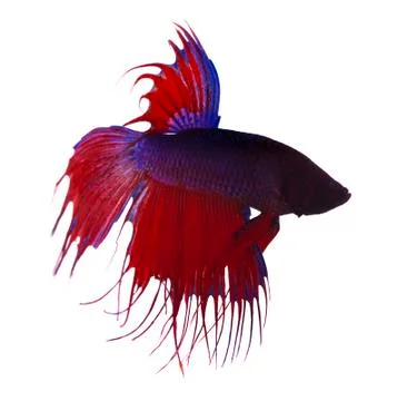 Betta fish, siamese fighting fish Stock Photos