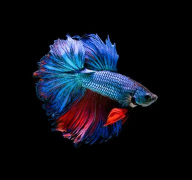 Betta fish, siamese fighting fish, betta splendens isolated on black backgrou Stock Photos