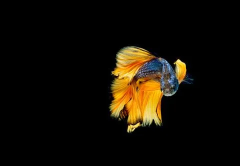 Betta fish, siamese fighting fish "Half moon" isolated Stock Photos