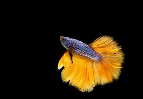 Betta fish, siamese fighting fish "Half moon" isolated Stock Photos