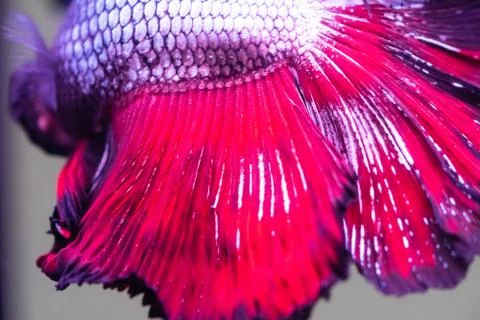 Betta fish, siamese fighting fish, betta splendens close up Stock Photos