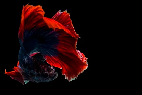 Betta fish, siamese fighting fish, betta   fish ( Halfmoon betta )isolated on bl Stock Photos