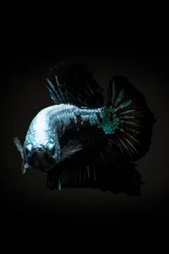 Betta fish (Siamese fighting fish) Black Samurai betta fish In Black Background Stock Photos