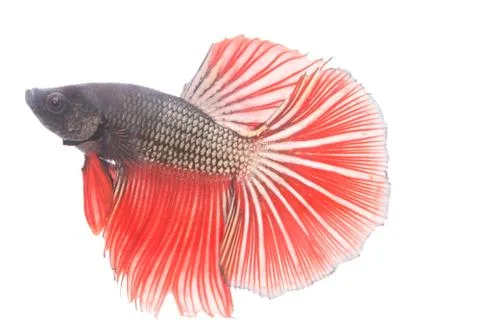 Betta fish, siamese fighting fish isolated Foto stock