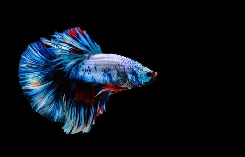 Betta fish, Siamese fighting fish on black background Фото