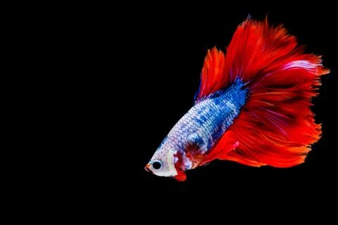 Betta fish, Siamese fighting fish isolated on black background Foto stock