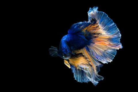 Betta fish, Siamese fighting fish isolated on black background Фото