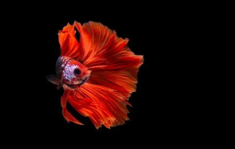 Betta fish, Siamese fighting fish isolated on black background Photos