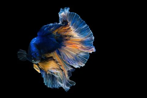 Betta fish, Siamese fighting fish isolated on black background Фото