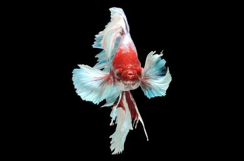 Betta fish, siamese fighting fish, betta splendens isolated on black background, Stock Photos