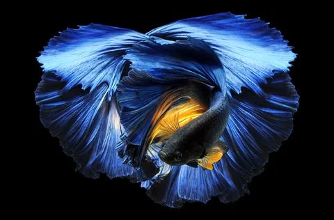 Betta fish, siamese fighting fish, betta splendens isolated on black background, Stock Photos