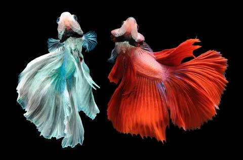 Betta fish, siamese fighting fish, betta splendens isolated on black background, Stock Photos