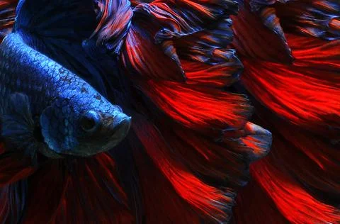 Betta fish, siamese fighting fish, betta splendens isolated on black background, Stock Photos