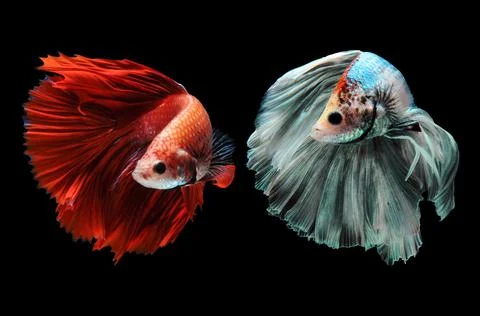 Betta fish, siamese fighting fish, betta splendens isolated on black background, Stock Photos