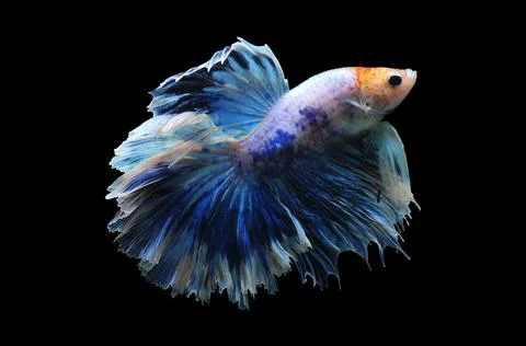 Betta fish, siamese fighting fish, betta splendens isolated on black background, Stock Photos