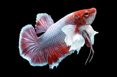 Betta fish, siamese fighting fish, betta splendens isolated on black background, Stock Photos