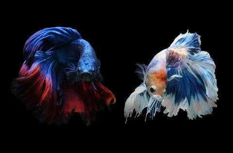 Betta fish, siamese fighting fish, betta splendens isolated on black background, Stock Photos