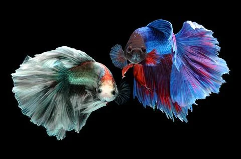 Betta fish, siamese fighting fish, betta splendens isolated on black background, Stock Photos