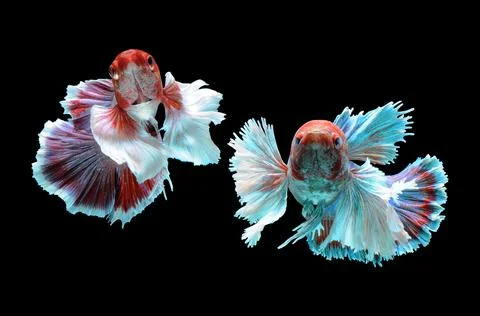 Betta fish, siamese fighting fish, betta splendens isolated on black background, Stock Photos