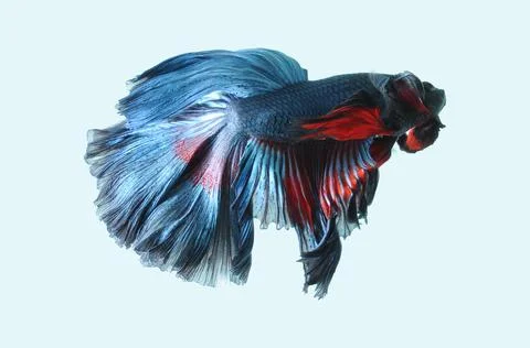 Betta fish, siamese fighting fish, betta splendens isolated on black background, Stock Photos