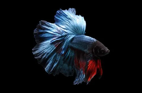 Betta fish, siamese fighting fish, betta splendens isolated on black background, Stock Photos