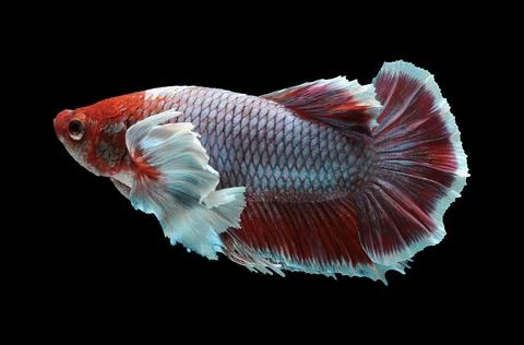Betta fish, siamese fighting fish, betta splendens isolated on black background, Stock Photos