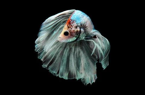 Betta fish, siamese fighting fish, betta splendens isolated on black background, Stock Photos