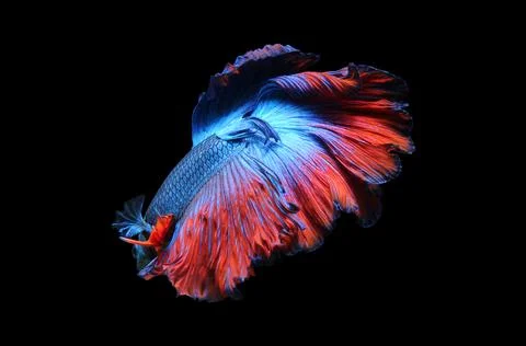 Betta fish, siamese fighting fish, betta splendens isolated on black background, Stock Photos