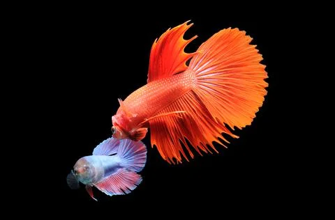 Betta fish, siamese fighting fish, betta splendens isolated on black background, Stock Photos