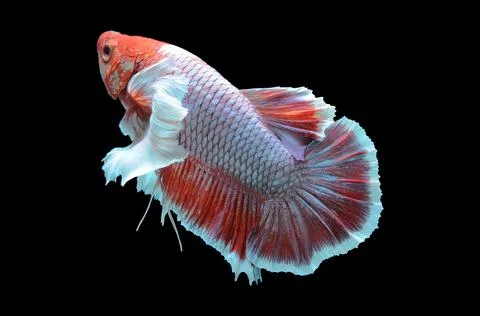 Betta fish, siamese fighting fish, betta splendens isolated on black background, Stock Photos
