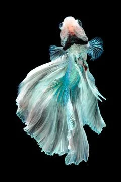 Betta fish, siamese fighting fish, betta splendens isolated on black background, Stock Photos