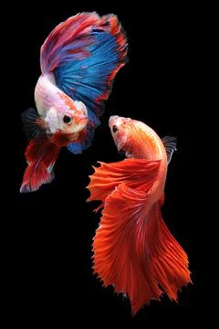 Betta fish, siamese fighting fish, betta splendens isolated on black background, Stock Photos