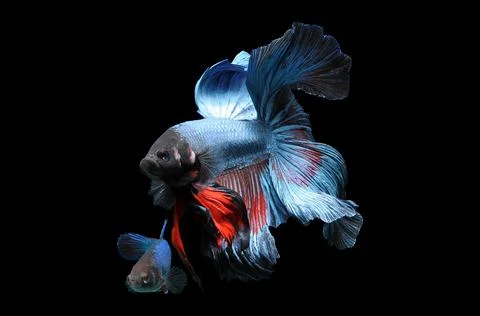 Betta fish, siamese fighting fish, betta splendens isolated on black background, Stock Photos