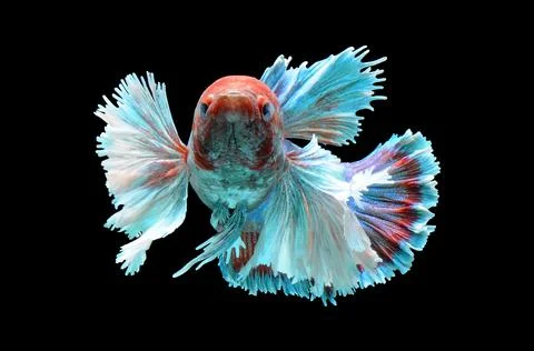 Betta fish, siamese fighting fish, betta splendens isolated on black background, Stock Photos