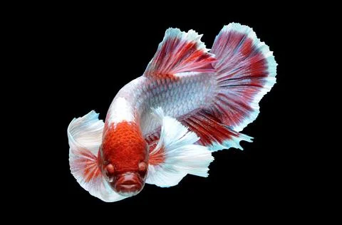 Betta fish, siamese fighting fish, betta splendens isolated on black background, Stock Photos