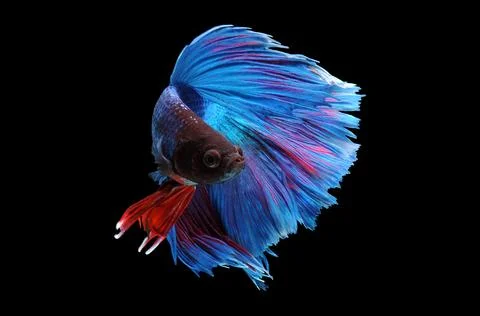 Betta fish, siamese fighting fish, betta splendens isolated on black background, Stock Photos